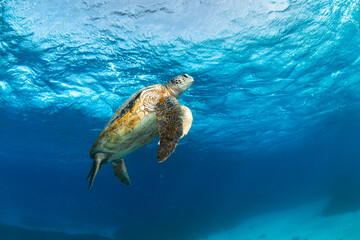 Obraz premium A green sea turtle glides over a coral reef in the clear waters of Lady Elliot Island, Great Barrier Reef, Australia.
