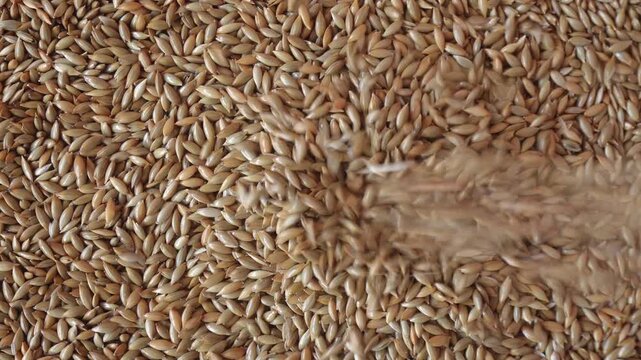 Canary seeds pouring into pile. Closeup view of dry grains falling