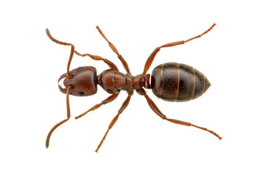 Ant close up isolated on white background PNG. Detailed macro insect view with legs, antennae, and body segments. Realistic black ant cutout for biology, science, nature study, pest control and design