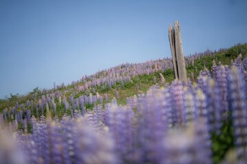 Vast field of purple flowers under a clear blue sky