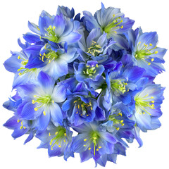 Vibrant blue flower bouquet closeup
