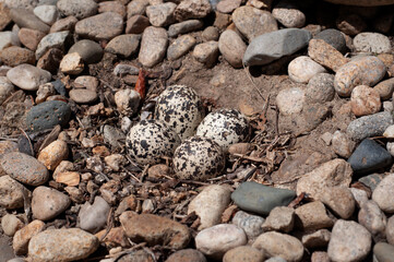 Killdeer birds are a ground nesting species and this is one of the variety of nests normally found.