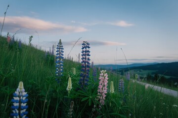 Obraz premium Lupine wildflowers bloom on a grassy hillside at dusk