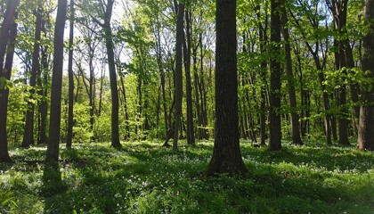 Fototapeta premium Sunlit forest floor with wildflowers