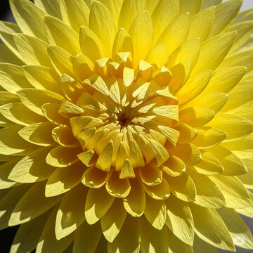 close up of yellow chrysanthemum with soft shadows