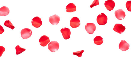 Falling Red Rose Petals on Transparent Background