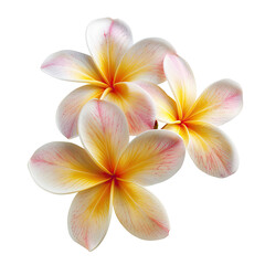 Naklejka premium Close-up of three plumeria flowers, pale yellow with hints of pink