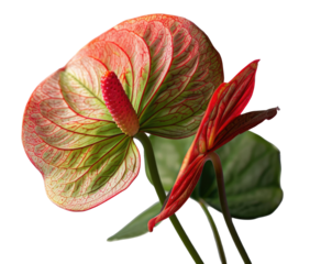 Close-up of two vibrant anthurium flowers.  The blossoms feature a mix of coral-red, light green, and deeper red hues, creating a striking contrast. 