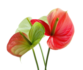Close-up of three vibrant Anthurium flowers.  Two are a soft peach/coral, and one is a pale cream-white with a lime green blush.