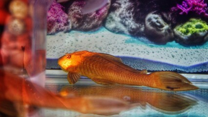 fish in aquarium