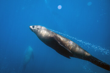 Naklejka premium A playful Australian fur seal exhaling air whilst gliding underwater in the deep blue. Captured whilst diving Montague Island on the East Coast of Australia.