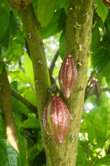 Cocoa fruit or Theobroma cacao on the tree, fresh cocoa fruit that is illuminated by the morning sun