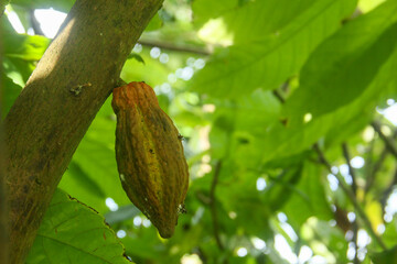 Cocoa fruit or Theobroma cacao on the tree, fresh cocoa fruit that is illuminated by the morning sun