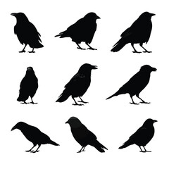 Fototapeta premium crow silhouette set decoys, Black & White silhouette set