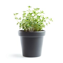 Fresh thyme plant in dark gray pot