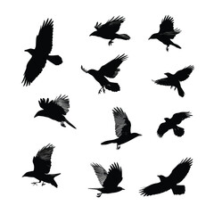 Obraz premium crow silhouette set flying, Black & White silhouette set