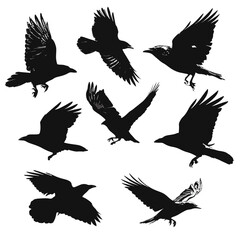 Obraz premium crow silhouette set flying, Black & White silhouette set