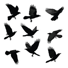 Naklejka premium crow silhouette set flying, Black & White silhouette set