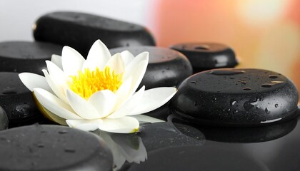 White lotus flower on dark stones