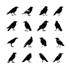 Obraz premium crow silhouette set, Black & White silhouette set
