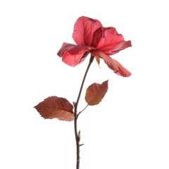 Fototapeta premium Single, faded rose with leaves