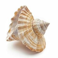 Obraz premium Detailed seashell, light brown and cream colors, intricate patterns, isolated on white