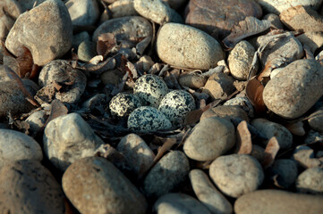 Killdeer birds are a ground nesting species and this is one of the variety of nests normally found.