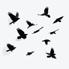 Fototapeta premium crows flying silhouette set, Black & White silhouette set