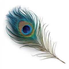 A single vibrant peacock feather with its iconic eye pattern isolated on a white background