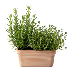 Fototapeta premium fresh rosemary and thyme herbs in terracotta planter for culinary use