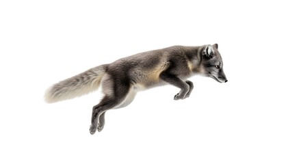 Obraz premium Arctic Fox Leaping Against White Background