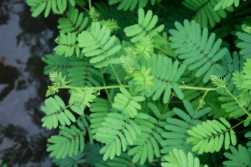 Mimosa pudica or sensitive plant, a sensitive plant with thick leaves, sensitive plants will close their leaves as a defense