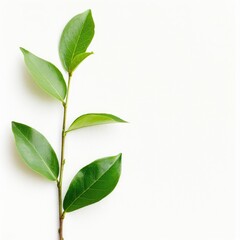 Fresh green leaves on a branch against white