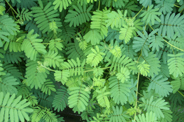 Mimosa pudica or sensitive plant, a sensitive plant with thick leaves, sensitive plants will close their leaves as a defense