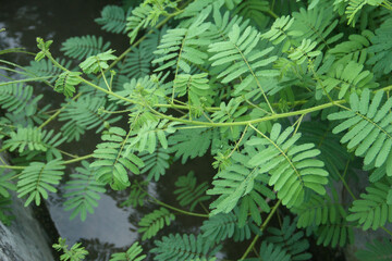 Mimosa pudica or sensitive plant, a sensitive plant with thick leaves, sensitive plants will close their leaves as a defense