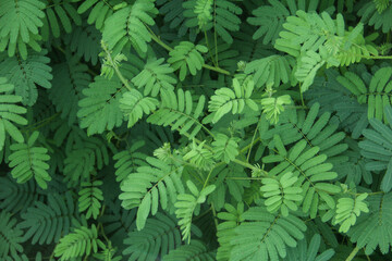Mimosa pudica or sensitive plant, a sensitive plant with thick leaves, sensitive plants will close their leaves as a defense