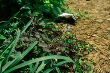 Sensitive plant in its natural environment