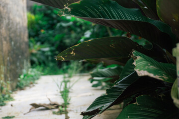 Close-up shot of green leaves with a pathway in the background