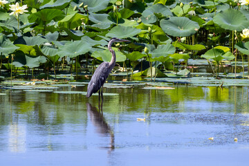 great blue heron