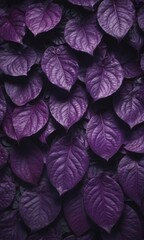 Deep purple ovate leaves overlap, dense, textured natural backdrop,  natural,  background