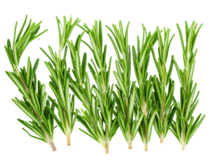 green grass isolated on white