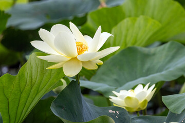 white water lily