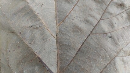 Close-up detail of underside of dried leaf that survived a cold winter. Brown Dry Leaf Macro Texture, Background