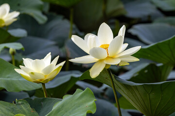 white water lily