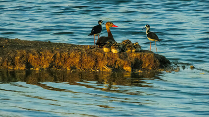 Mother Black-bellied Whistilng Duck and babies