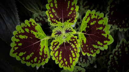A face in the coleus