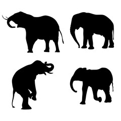 Collection of walking elephant silhouette in a vector