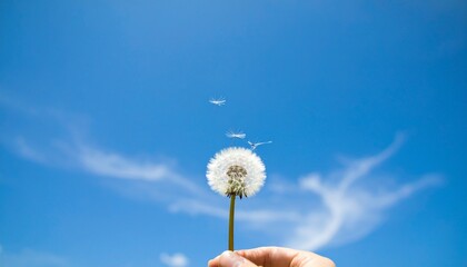 Fototapeta premium Windy dandelion in spring time. Dandelion In Field At Sunset - Freedom to Wish. Dandelions in green grass against the sky. dandelion goatbeard on turquoise background. Dandelion seeds blowing seed, 