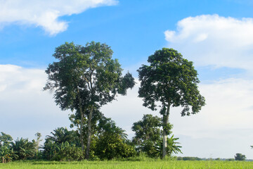 The Sandoricum koetjape tree grows tall and proudly and is surrounded by rice fields