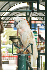 Rose breasted cockattoo sitting on the tree branch outdoors. Select and soft focus.	
